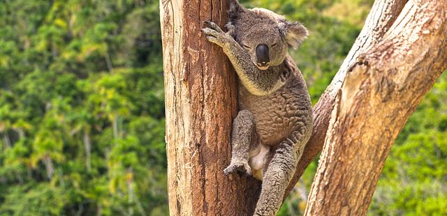 Lone Pine Koala Sanctuary