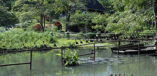 Pointe-a-Pierre Wildfowl