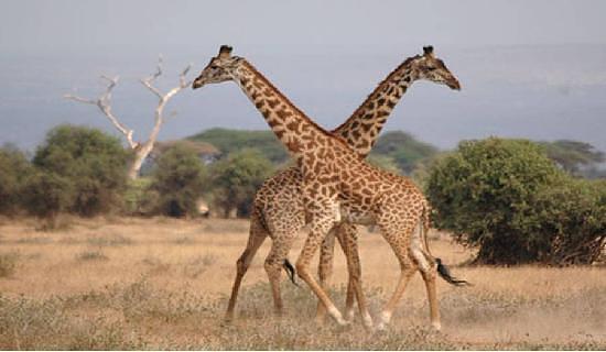 Amboseli Serena Safari Lodge