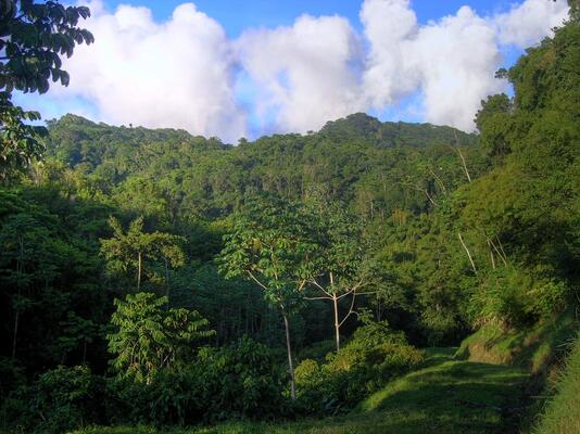 Cuffie River Nature Retreat