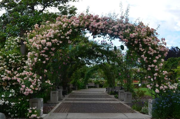 Owen Rose Garden