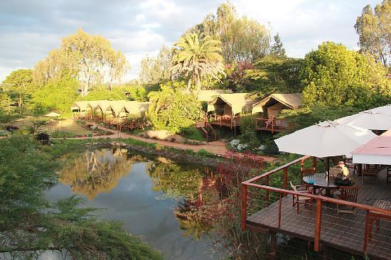 Wildebeest Eco Camp