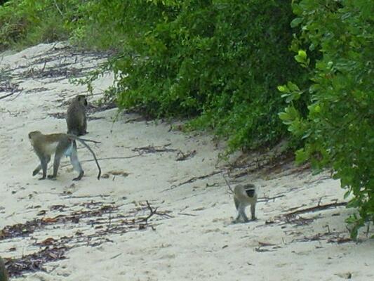 Bandari ya Amani Beach Lodge
