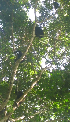 Banana Bank Lodge & Belize Horseback Adventures