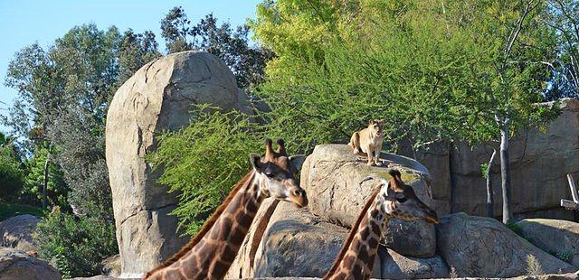 Bioparc Valencia