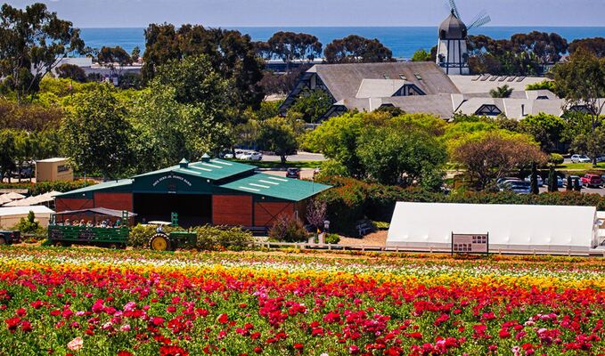 The Flower Fields at Carlsbad Ranch