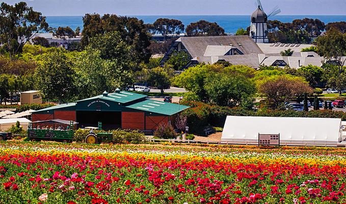 The Flower Fields at Carlsbad Ranch