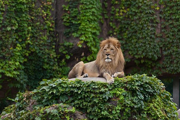 Lincoln Park Zoo