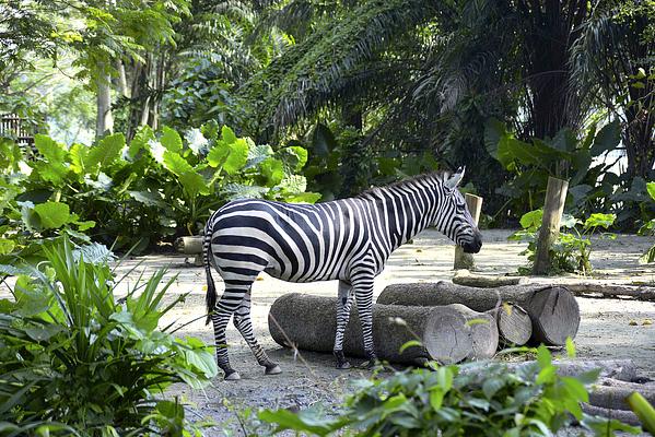 Singapore Zoo