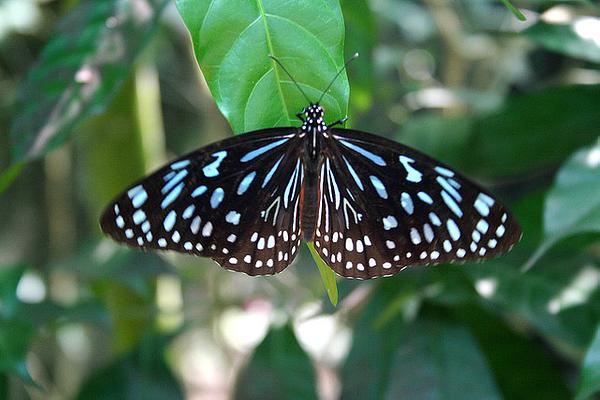 Kuala Lumpur Butterfly Park