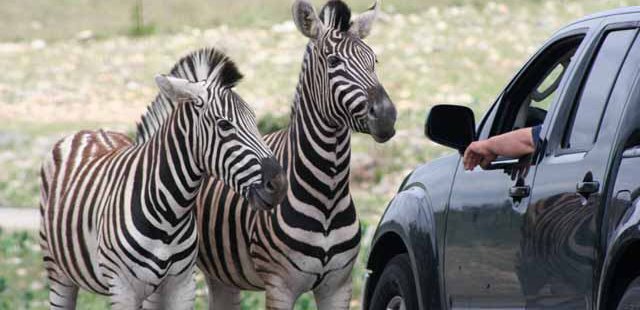 Natural Bridge Wildlife Ranch
