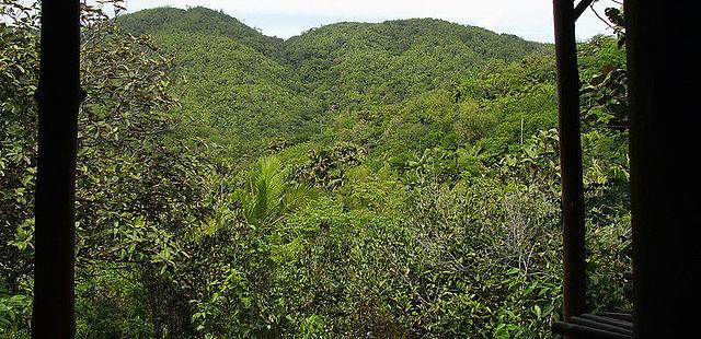 Vallee de Mai Nature Reserve