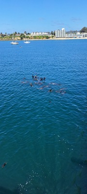 Santa Cruz Wharf