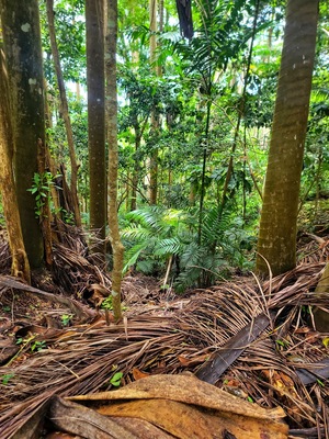 Coco Hill Forest