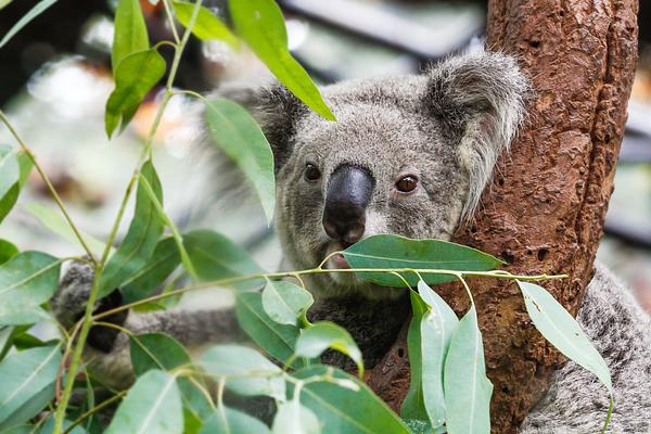 Lone Pine Koala Sanctuary