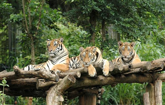 Chiang Mai Zoo