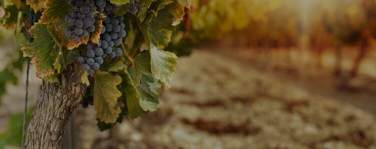 La Posada de Bodega Vistalba