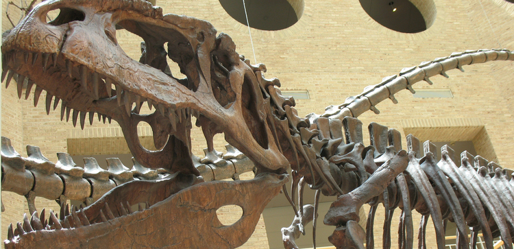 Fernbank Museum