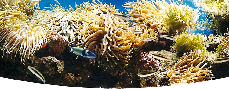 Coral World Ocean Park