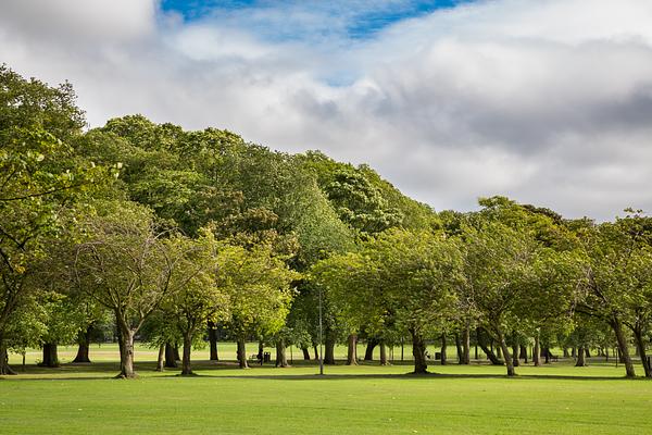 The Meadows