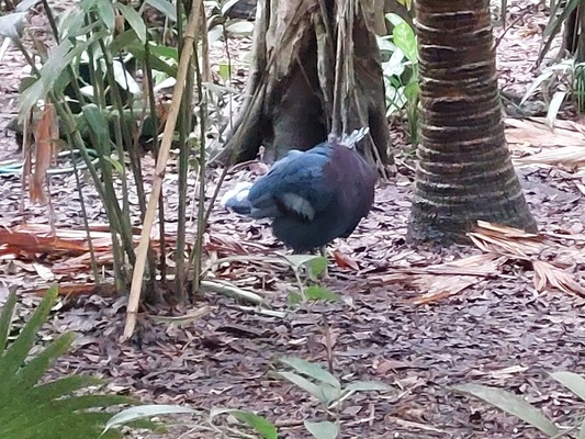 Port Moresby Nature Park