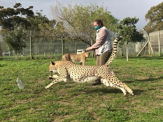 Cheetah Outreach - Somerset West