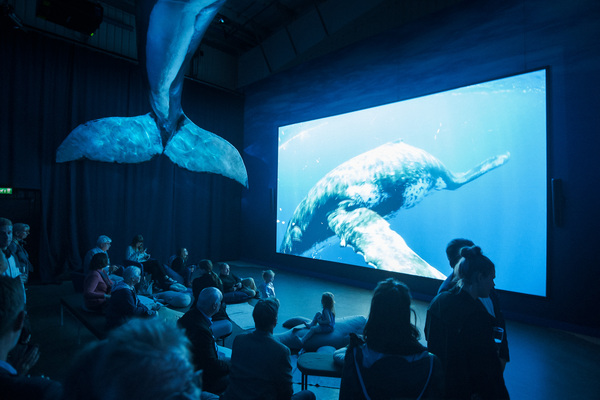 Whales of Iceland