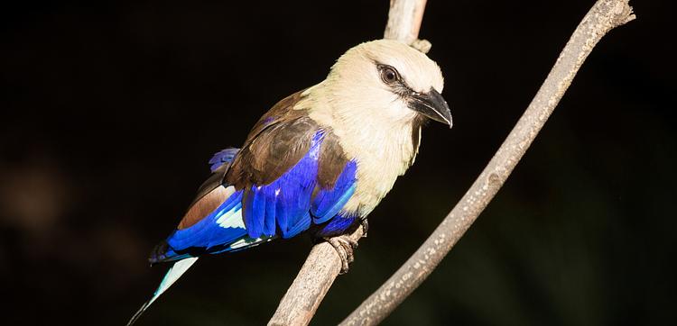 Zoo Atlanta