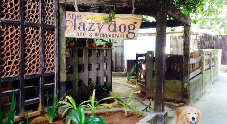 Lazy Dog Bed & Breakfast