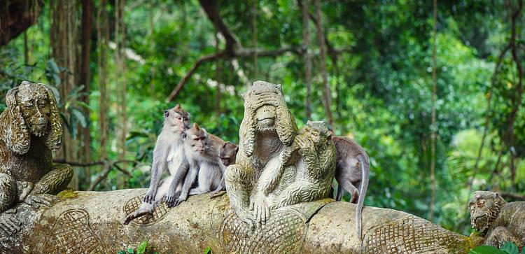 Sacred Monkey Forest Sanctuary