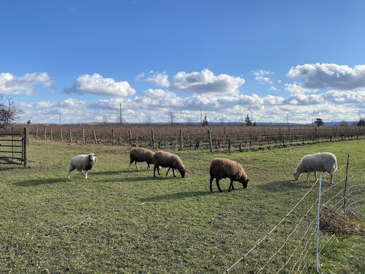 Frogpond Farm Organic Winery