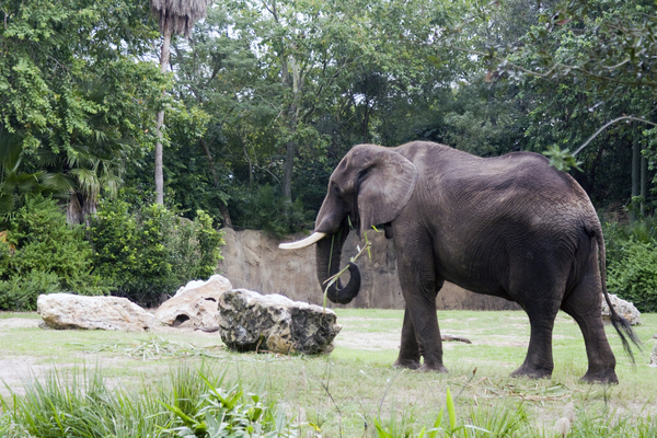 Disney's Animal Kingdom Theme Park