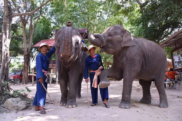 Pattaya Elephant Village