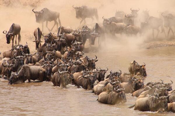 Gnu Migration Camp