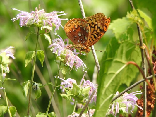 Powderhorn Park