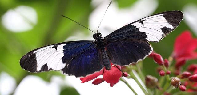 Key West Butterfly and Nature Conservatory