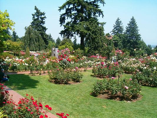 International Rose Test Garden, Portland