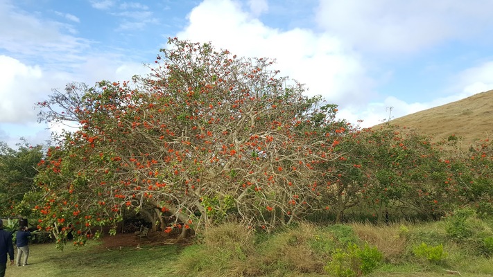 Puna Pau