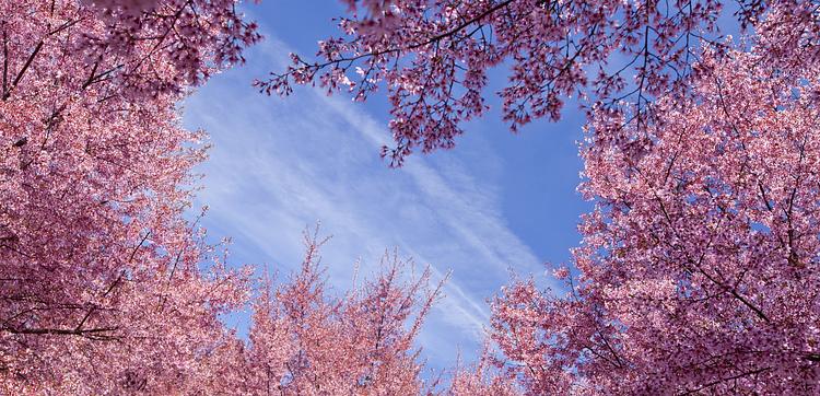 New York Botanical Garden