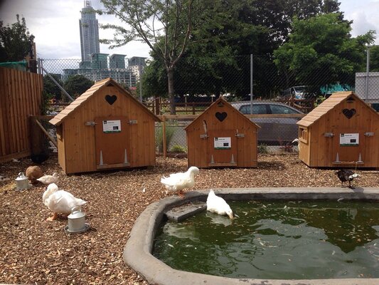 Vauxhall City Farm