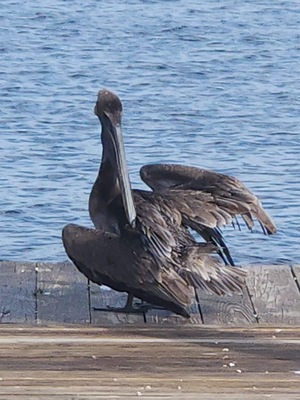Bokeelia Tarpon Inn
