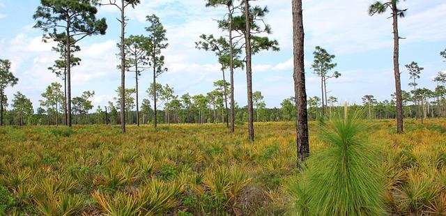 The Disney Wilderness Preserve