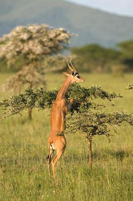 Great Plains Conservation ol Donyo Lodge