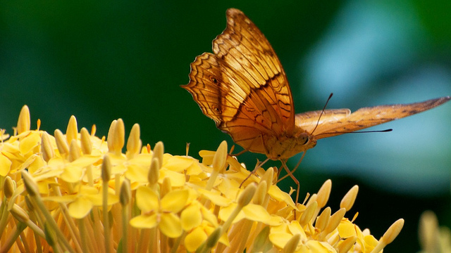 Kuala Lumpur Butterfly Park