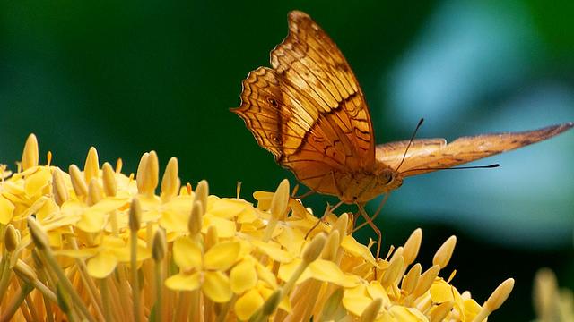 Kuala Lumpur Butterfly Park