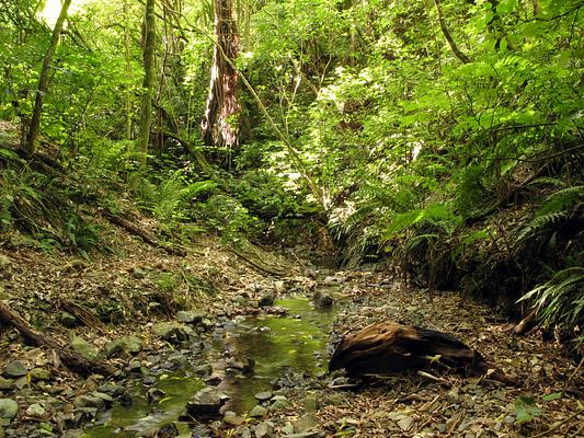 ZEALANDIA Ecosanctuary