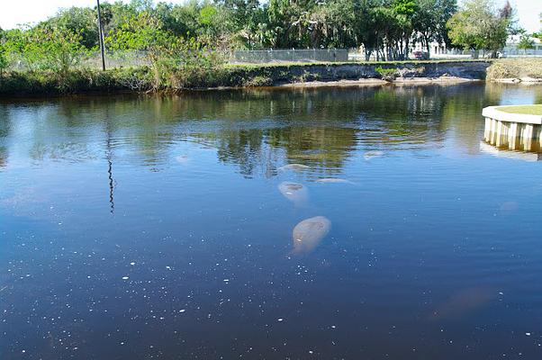 Manatee Park