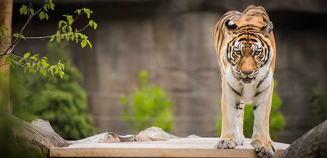 Cleveland Metroparks Zoo