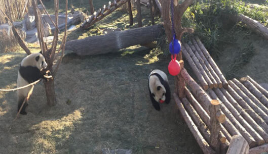 Giant Panda Breeding Research Base (Xiongmao Jidi)