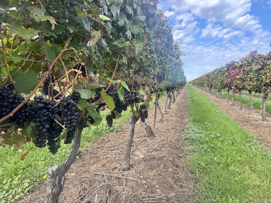 Konzelmann Estate Winery